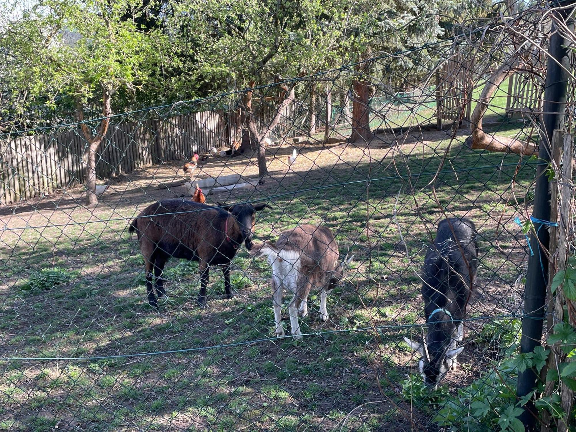 Ferienhof"Waldesel Rippersroda" Kültér fotó